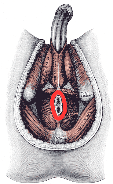 Esfínter anal externo